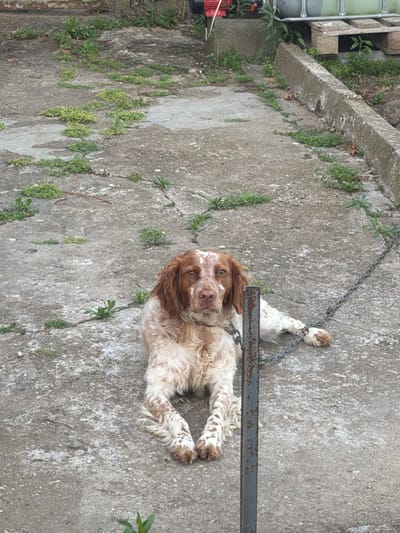A medium-sized dog with white and brown fur is lying on a concrete surface. The dog is chained to a metal post. The concrete surface is cracked and overgrown with small green plants. In the background, there is a concrete wall and some vegetation. There is also a large plastic tank on a wooden pallet in the upper right background. The scene appears to be an outdoor area, possibly a yard or a courtyard, located in the vicinity of Debelt, Bulgaria.