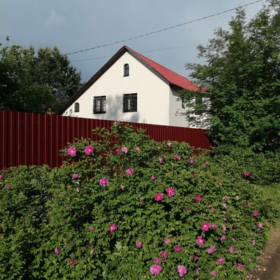 A white house with a red roof is partially visible behind a red metal fence and a large bush of pink flowers. The house has a pointed roof, two windows with decorative metal coverings on the front, and a small arched window near the roof's peak. Trees partially surround the house and fence. The sky is overcast. The image was likely taken in Трубачеевка, Russia. There are no people visible.