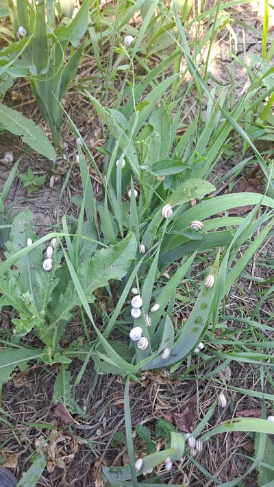 This media file depicts a close-up, overhead view of a grassy area with numerous small snails scattered among the blades of grass and on leaves. The snails are predominantly white or light-colored, with some exhibiting brown spiral markings on their shells. They are resting on the green vegetation and on the dry, brown ground cover. The scene is set in an outdoor environment, likely a field or garden, given the presence of grass and what appears to be dry foliage. The lighting suggests it could be daytime, possibly late morning or early afternoon, with soft sunlight illuminating the subjects. There are no people visible in the image, nor any discernible text. The overall impression is one of a natural habitat teeming with these small gastropods. The location context provided is Hîncești, Moldova, which aligns with the rural, natural setting.