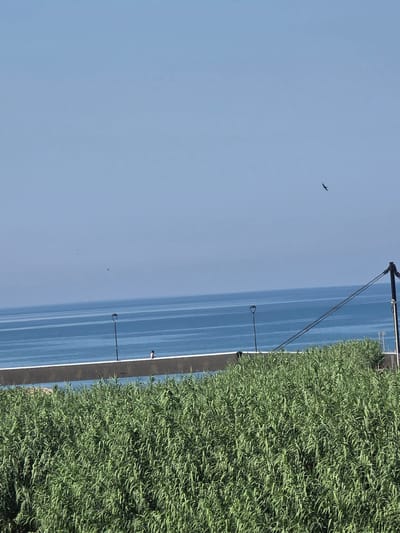 The image depicts a serene scene with a vast expanse of calm, blue water stretching towards the horizon under a clear, pale blue sky. A dense, vibrant green hedge dominates the right side of the frame, creating a striking contrast with the water. In the distance, a faint line suggests land or structures along the water's edge.

There are a few small, dark silhouettes of birds in flight against the sky. Along the edge of the water, a dark pole with wires extends vertically, and two lamp posts are visible, one closer and one further away, with a distinctly curved top.

The overall impression is one of tranquility and open space. The clear sky and calm water suggest fair weather, likely during the daytime. The presence of the hedge and the water implies a coastal or lakeside setting, possibly a park or promenade. The composition, with the sharp division between the lush greenery and the expansive water, is visually appealing. There is no visible text in the image.