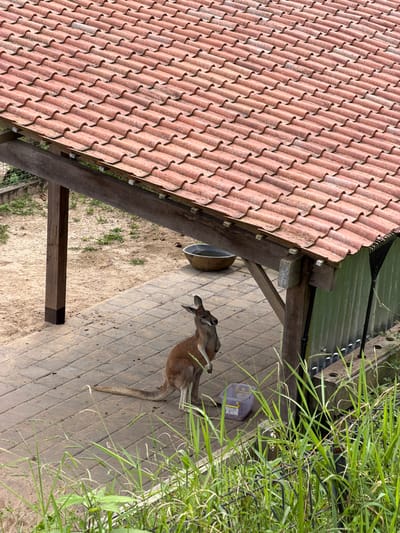 A kangaroo stands on a brick walkway beneath a tiled roof structure and next to tall grass. A metal bowl is affixed to the roof support beam. A purple container sits nearby the grass. The kangaroo is tan, has a long tail, and is turned towards the left of the frame. The roof is made of orange clay tiles.