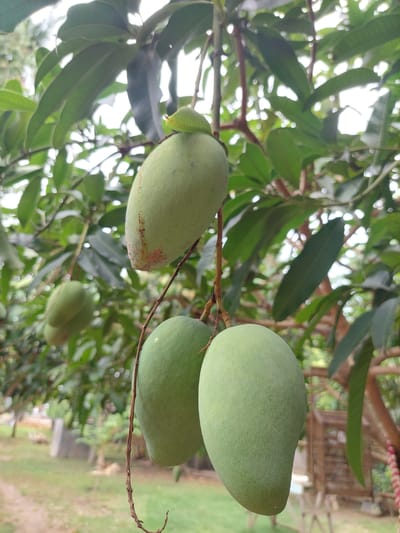 The image shows a close-up view of unripe green mangoes hanging from a tree. There are at least four mangoes visible in varying degrees of focus, with one in the foreground on the right being the sharpest. The mangoes are oval-shaped and have a smooth skin. The background consists of blurred green leaves and branches of the mango tree, with hints of the outdoors including a wooden structure that resembles a cage, a table, and some foliage. The scene appears to be in a tropical or sub-tropical outdoor setting. The location is specified as Geulumpangsulu Timu, Indonesia.