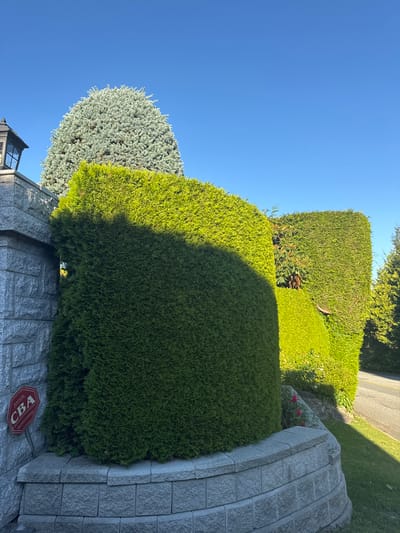This image depicts a well-maintained residential exterior in West Vancouver, Canada. The scene is dominated by a meticulously trimmed green hedge that curves around a gray stone pillar on the left. The pillar has a black lamppost attached to its top and a red octagonal security sign, "Protected by CBA SECURITY SYSTEMS," affixed to its side. Behind the foreground hedge, another taller, neatly shaped green hedge is visible, with a smaller section of a lighter green shrub in between. Further back, a tall, conical blue-green evergreen tree stands against a clear, bright blue sky. Sunlight casts a distinct shadow across the main hedge. The foreground features a tiered stone retaining wall, and a small patch of pink flowers is visible near the base of the hedge. A paved road runs along the right side of the image, bordered by a grassy area. The overall impression is one of a clean, manicured, and secure property bathed in bright daylight.