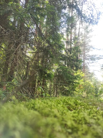 The image depicts a dense forest floor covered in thick green moss. In the background, tall coniferous trees with rough bark and dense foliage reach towards a bright, overcast sky. The lighting suggests it is daytime, possibly late morning or early afternoon. The overall scene is one of a natural, uncultivated environment, typical of a woodland area. Based on the provided information, this image is located in the Шашкоўскі сельскі Савет, Belarus.