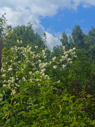 In the city of Khlevino, Russia, a dense thicket of flowering shrubs and trees fills the frame. Dominating the foreground and midground are numerous white flowers, possibly jasmine, abundant on leafy branches. These flowers cascade in clusters, creating a frothy white effect against the lush green foliage. The background consists of taller, darker green trees, their tops reaching towards a partly cloudy blue sky. The overall scene evokes a sense of natural abundance and blooming vegetation under a summer sky.