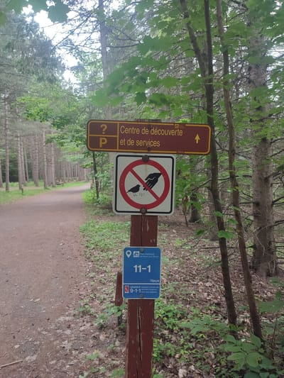This media file shows a wooded area with a dirt path winding through it. A series of signs are mounted on a wooden post, providing directions and information. The top sign, a brown rectangle with yellow lettering, indicates "Centre de découverte et de services" (Discovery and Services Center) with a question mark and a parking symbol on the left, and an arrow pointing to the right. Below this is a white square sign with a red circle and a line through it, depicting a bird being fed and a hand scattering food, signifying "Do not feed the birds." Further down is a blue sign with "Parc national du Mont-Saint-Bruno" (Mont-Saint-Bruno National Park) at the top. Beneath this, the number "11-1" is prominently displayed, along with the "Sépaq" logo, and a message in French for "URGENCE" (Emergency) instructing to wait for emergency services without moving, with the number "9-1-1" also visible. The scene appears to be set during the daytime, with lush green foliage indicating a temperate season, likely spring or summer. The lighting suggests an overcast or slightly diffused sunlight, typical of a cloudy day or the dappled light within a forest. The overall atmosphere is one of a natural park setting, designed for visitors to explore and receive guidance. There are no people visible in the image.
