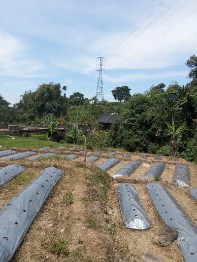 The scene depicts an agricultural area in Cibeureum, Indonesia, under a clear blue sky. In the foreground, numerous elongated, elevated soil beds are covered with silver-gray plastic mulch sheeting, each perforated with multiple circular holes. These beds are arranged in rows separated by narrow, dry dirt paths with sparse grass and weeds. In the midground, dense green tropical vegetation, including banana plants, borders the field. Partially obscured by this foliage, a small, dark structure with a corrugated roof is visible. To the far left, a stone bridge with low railings spans a partially obscured waterway. The background is dominated by a tall, blue-painted lattice steel power transmission tower, from which multiple high-voltage power lines extend horizontally across the sky. Further dense green trees cover distant elevated terrain. The sky is predominantly clear blue with scattered white clouds. No people are visible in the image.
