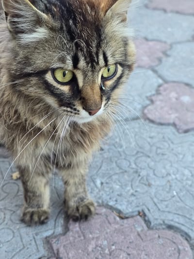 A medium shot of a long-haired tabby cat with bright green eyes and a slightly sad expression. The cat is standing on a sidewalk made of decorative concrete pavers. The background is blurred, showing more of the patterned pavers. There is a single tear visible on the cat's left cheek. The image was taken in Nova Kakhovka, Ukraine.