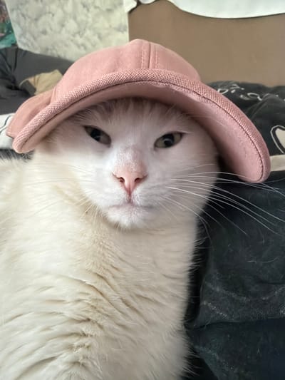 A white cat wearing a pink cap is the primary subject of the image. The cat is lying down, its face and chest visible. The cat's eyes are open, and its whiskers are prominent. A dark gray material is visible behind the cat. The photo seems to be taken indoors. There is no indication of Tokkari, Russia in the image.