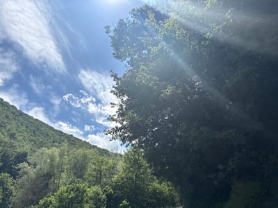 This is an outdoor, eye-level, medium shot photograph taken from a low angle in the city of Peshtera, Bulgaria. The image depicts a sun-drenched, verdant hillside covered in trees. Bright sunlight beams down from the upper right corner, creating a lens flare and illuminating the foliage. Wispy clouds are visible in the bright blue sky. The foreground is dominated by the dark shadows and lush leaves of a large tree. The hillside recedes into the background, densely packed with various green trees. The scene conveys a sense of natural beauty and tranquility.