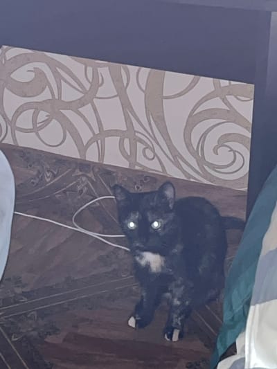 A tortoiseshell cat with bright green eyes lies on a wooden surface, appearing to look directly at the camera. The cat's fur is a mix of black, brown, and lighter patches. A white cord is draped near the cat's head and body. In the background, to the left, is a section of wall with a patterned wallpaper in beige and white. The pattern consists of swirling, organic shapes. To the right and behind the cat, the wooden surface has a dark, patterned texture that resembles wood grain or an intricate design. Above the cat, a glimpse of striped fabric can be seen, with bands of white and blue/green. The lighting suggests an indoor setting, possibly at night or in a dimly lit room, given the reflection in the cat's eyes. There is no visible text in the image. The overall scene is one of a domestic setting, with the cat as the central subject.