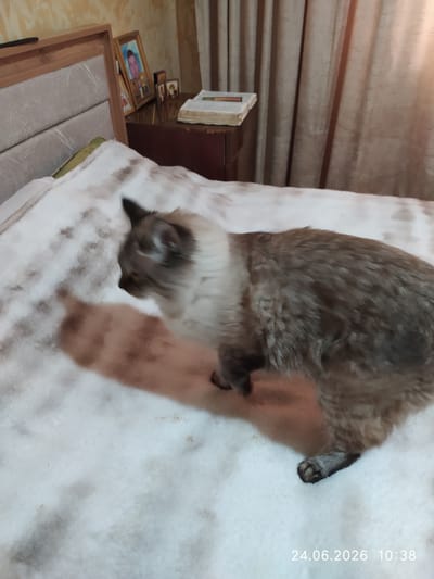 The image shows a close-up of a Siamese cat lying on a white, textured blanket, possibly on a bed. The cat has distinctive dark points on its ears, face, and paws, with lighter fur on its body. Its eyes are partially closed, and its head is turned, suggesting it is resting or sleeping. Another, smaller, lighter-colored cat, likely a kitten, is nestled against the larger cat's body, partially obscured.
In the background, to the left of the cats, a wooden cabinet or dresser is visible. On top of it are several framed pictures, including what appear to be religious icons. Below the cabinet, on the floor, more framed pictures are leaning against each other. The overall setting appears to be indoors, in a room with soft lighting. The curtain behind the cabinet is a muted beige color.
The image has a timestamp in the upper right corner: "24.06.2026 10:38". The time of day is mid-morning. The image is oriented vertically, with the top of the frame showing the top of the cabinet and curtain, and the bottom showing a portion of a wooden frame or furniture. The focus is on the cats, suggesting they are the main subjects of interest. The cats appear calm and comfortable in their environment.