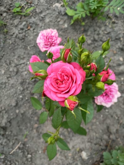 The image shows a cluster of pink roses and rosebuds growing in a patch of dark, rocky soil. Green leaves are interspersed among the flowers. The background is out of focus, showing more soil and some green foliage in the upper portion of the frame. The scene appears to be an outdoor garden or natural setting. There are no people, actions, or interactions depicted. The image is an outdoor photograph taken in Nosivka, Ukraine.