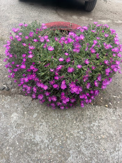 In the city of Ravno pole, Bulgaria, a full shot reveals a planter overflowing with vibrant purple flowers, their petals delicate and star-shaped. The planter itself appears to be an old tire, painted red, with bits of its original color showing through. The flowers are densely packed, creating a lush, heart-shaped mound of foliage and blooms. They are set against a backdrop of rough, grey concrete, which shows signs of wear and tear, with scattered pebbles and cracks. A portion of a dark-colored vehicle's tire and wheel is visible in the upper part of the frame, suggesting the planter is situated near a road or parking area. The overall scene is a striking contrast between the man-made, utilitarian elements and the natural beauty of the flowers.