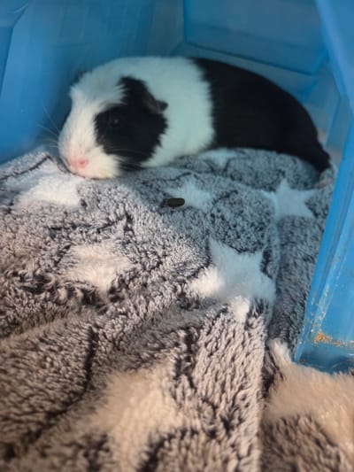 A black and white guinea pig rests on a gray, plush blanket with white stars. The guinea pig is positioned on the left side of the frame, with its head facing left and slightly downward. Its fur is predominantly white on its face and chest, with black markings covering its back and parts of its face. The guinea pig's nose is a soft pink. The blanket beneath it is textured and appears soft, with the white star pattern slightly visible. The background consists of a bright blue material, possibly a container or part of a cage, which creates a stark contrast with the guinea pig and blanket. The lighting in the image is bright, casting some shadows and highlighting the texture of the blanket and the guinea pig's fur. The scene is likely indoors, possibly in a pet's enclosure or a temporary carrier.