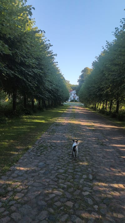 The image depicts a tree-lined cobblestone pathway leading towards a white house with red accents, situated in Haseldorf, Germany. The pathway is bordered by lush green trees on the left and a grassy area on the right, with dappled sunlight casting shadows across the scene. A small dog, primarily white with black and brown markings, is visible on the pathway, facing away from the camera. The sky is a clear, bright blue, suggesting fair weather. The presence of the house, the formal arrangement of trees, and the cobblestone path suggest a park or estate setting. The lighting indicates it is daytime, likely morning or late afternoon, due to the long shadows.