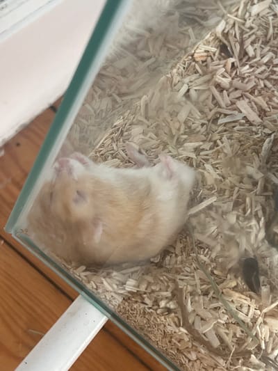 A light-colored hamster is sleeping in its enclosure. The enclosure appears to be made of glass with a white plastic support visible on the right side. The bedding consists of wood shavings. A dark object, possibly a piece of food or debris, is present in the upper left portion of the enclosure. The lighting suggests it is daytime. The background shows a wooden surface, likely a table or floor. There is no visible text in the image. The hamster is curled up, with its eyes closed, indicating it is in a deep sleep. Its fur is a light tan color with some white markings on its face. The scene is peaceful and suggests a comfortable environment for the animal.