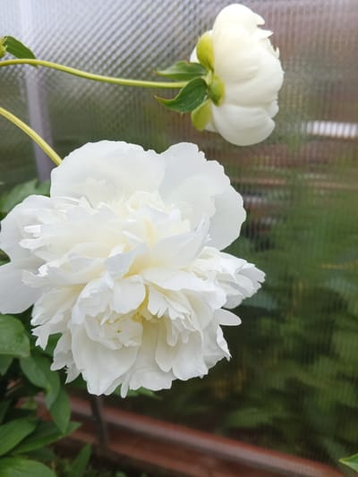 Two white peonies are in focus against a blurred background of greenery and a translucent surface. The peony in the foreground is fully bloomed, with many ruffled petals. The second peony, in the upper right, is a bud or less open bloom. The scene appears to be in a garden or greenhouse, with a hint of a brick structure in the lower portion of the image. The image does not contain any identifiable information about the city of Suvorov, Russia, or any people.