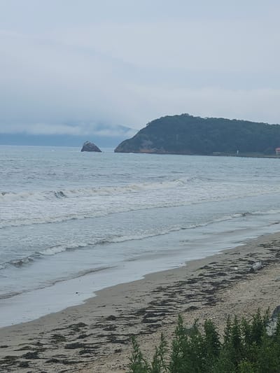 The image depicts a coastal scene in the city of Fokino, Russia, under an overcast sky. The foreground features a sandy beach with scattered seaweed and a piece of driftwood. Gentle waves are rolling onto the shore. In the mid-ground, the sea stretches out, with a distinct rock formation visible in the water. The background is dominated by a lush, green, tree-covered hill that slopes down towards the sea. The atmosphere is serene and somewhat muted due to the cloudy weather.