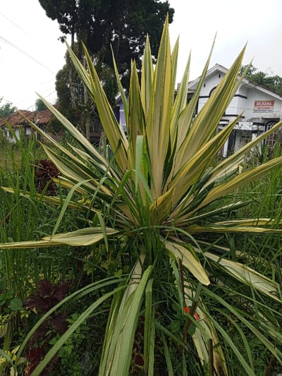 A vibrant yucca plant dominates the foreground, its sword-like leaves displaying green and yellow variegation. Tall grasses surround its base. Behind it, a house with a "DIJUAL" sign (meaning "for sale" in Indonesian) is visible. Trees loom in the background, set against an overcast sky. The scene appears to be a garden or yard, with other plants and greenery scattered around.