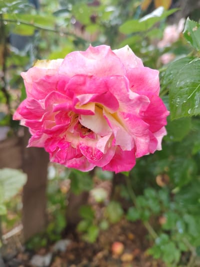 A close-up, vertical, eye-level shot captures a single, fully bloomed pink and white rose. The rose exhibits multiple layers of delicate, ruffled petals, with vibrant pink edges fading to a softer white and cream towards the center. Small water droplets are visible on the petals and surrounding green leaves, suggesting a recent rain or watering. The background is a soft-focus blur of lush green foliage, a wooden post, and a patch of ground with scattered dried leaves and small objects that appear to be berries. The overall impression is one of natural beauty in an outdoor garden setting. The image does not provide any specific information about its location in Yuzhnyy, Russia, or the presence of any people.