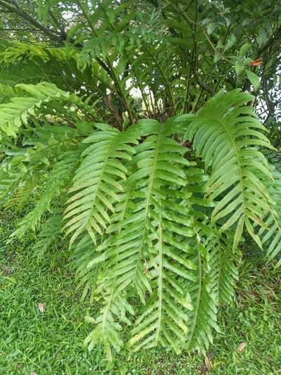 Lush green fern plants dominate the scene, their fronds cascading downwards. Each frond features segmented leaves, some dotted with spores on the underside. The ferns appear to be growing from a higher point, possibly a tree or other structure, as evidenced by branches in the background. Green grass and other foliage are visible at ground level, completing the natural setting. An orange bloom is barely visible far in the background.