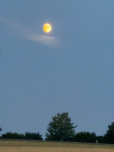 The image depicts a full moon, appearing in an orange hue, centered in a pale blue sky. A faint cloud is visible near the moon. Below the sky, a dark line, likely a treeline or a road, separates it from a field of dry, golden grass. A single, large deciduous tree stands prominently in the middle ground, with its green foliage contrasting against the muted background. Additional trees and foliage are scattered along the horizon line. The scene appears to be an outdoor landscape, possibly in the rural outskirts of Oberjettingen, Germany, during twilight or early evening. No people or specific actions are discernible.