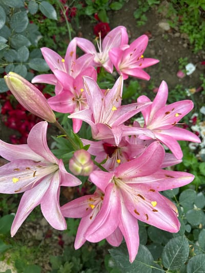 A cluster of bright pink lilies is the central focus of the image, set against a backdrop of greenery and soil. The lilies are in various stages of bloom, with some fully open and others still budding. The petals of the open flowers are a vibrant pink, with delicate white streaks and prominent yellow stamens tipped with brown pollen. One lily bud, partially visible on the left, is a pale green and pink. The surrounding foliage consists of dark green leaves, some appearing to be from rose bushes due to their serrated edges and thorns. Red and darker pink flowers are also visible in the background, adding depth and color to the scene. The ground appears to be a mix of soil and small pebbles. The lighting suggests it is daytime, possibly overcast, as there are no harsh shadows. There are no people or animals present in the image. The scene depicts a garden setting, likely a residential or public green space.