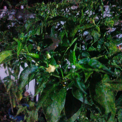 A close-up, low-light, grainy photograph shows a dense cluster of green chili peppers on a plant, likely in the city of Geulanggangbaro, Indonesia. The peppers are mostly unripe, with some appearing bright green and elongated, while others are smaller and possibly developing. The leaves of the plant are dark green and have a slightly wilted appearance. Several small, pale yellow chili pepper flowers are also visible, some in focus and others blurred. The background is dark and out of focus, with hints of lighter, possibly man-made structures or other vegetation. The overall impression is of a close-up view of a chili pepper plant at night or in very low light conditions.