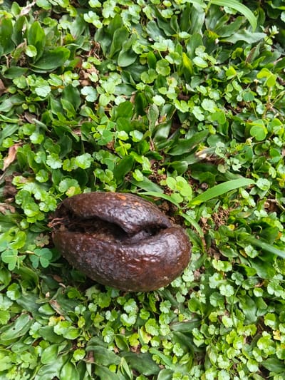 A single, dark brown to almost black, shriveled fruit lies on the ground in Man Gyat, Myanmar. The fruit exhibits an irregular, ovoid shape with a distinct indentation or split across its upper surface, revealing darker internal matter. It is situated amidst a dense, uneven layer of green vegetation, composed of small, light-green, round-leafed plants interspersed with longer, darker-green blades of grass. Patches of dark brown soil are visible between the plants. No individuals or active subjects are present.