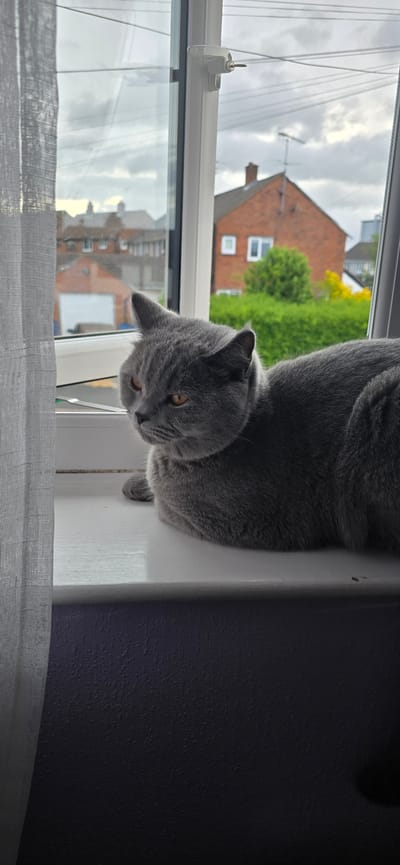 A grey British Shorthair cat is positioned on a white uPVC windowsill, facing left with its body partially visible, displaying amber eyes and a neutral expression. To the left, a textured light-grey curtain hangs vertically. Below the windowsill, a textured purple wall is visible. The window frame is white, with a white locking mechanism on the central mullion, containing a small silver key. Outside the window, a residential area in Oswestry, United Kingdom, is visible under an overcast, cloudy sky. Prominent features include red brick houses with tiled roofs, one with a visible chimney and a television antenna. Green foliage, including bushes and a patch of yellow flowers, is present between the buildings. Overhead power lines or telephone wires crisscross the sky. In the mid-ground left, a building with a white garage door is identifiable.