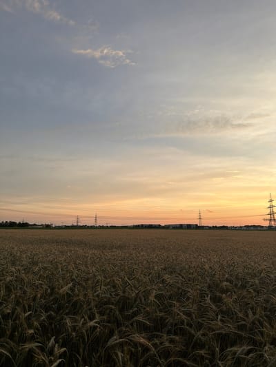 This photograph captures a serene sunset scene over a wheat field in Poing, Germany. The sky transitions from a soft blue at the top to warm hues of orange and yellow near the horizon, dotted with wispy clouds. In the middle ground, the silhouettes of industrial buildings and power line towers are visible against the vibrant sky. The foreground is dominated by a vast expanse of ripe wheat, with its stalks casting long shadows. No people or animals are present in the image. The overall impression is one of rural tranquility, juxtaposed with the presence of modern infrastructure.