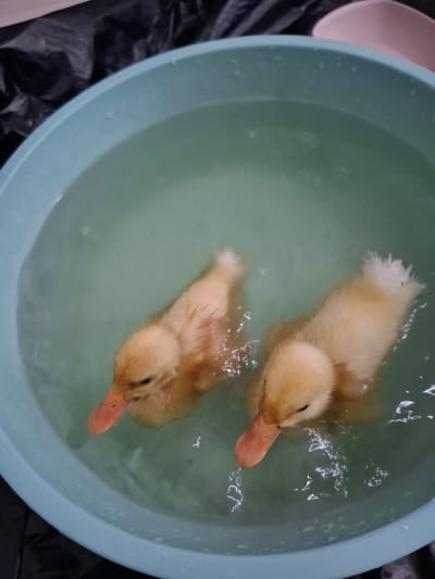 Two yellow ducklings are swimming in a light blue plastic basin filled with clear, greenish water. The basin is positioned on a dark surface, possibly a plastic bag, with a hint of a pink object visible in the upper right corner. The ducklings are fluffy and appear to be in good health. The water is slightly disturbed, suggesting movement. The scene is likely indoors, given the lighting and the presence of plastic materials. The image does not contain any specific landmarks or elements that would allow for the identification of its location within Büyükçekmece, Turkey.