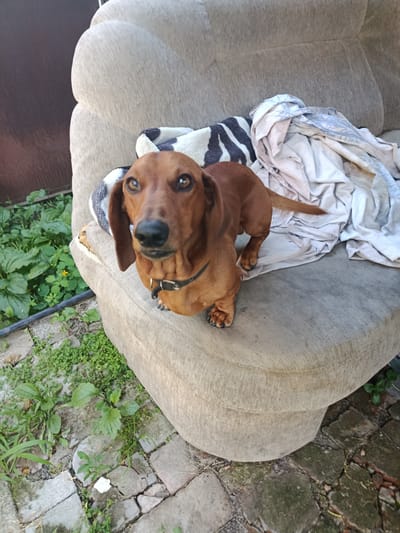 A tan dachshund with dark eyes and long ears sits on a worn, beige sofa that is placed outdoors. The sofa is covered with a striped blanket and a crumpled white blanket. The dog is wearing a black collar. The sofa is situated on a stone-paved area with patches of grass and weeds growing between the stones. Lush green foliage is visible to the left of the sofa. The background includes a dark, vertical structure, possibly a fence or wall. The scene appears to be in daylight, suggesting it is outdoors. The overall impression is a relaxed, casual setting. There is no visible text in the image. The location context is Pivdenne, Ukraine.
