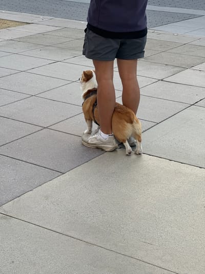 A dog is standing between a person's legs. The dog is brown and white with a brown saddle. The person is wearing gray shorts and white athletic shoes. They are standing on a gray brick or concrete surface. The bricks are diamond shaped.