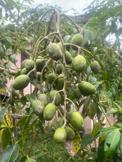 The image shows a close-up view of a branch laden with green fruits, likely Java plums or another similar fruit, in Kebonbaru, Indonesia. The fruits are oval-shaped and have a light green color with some white spots. The branch is part of a tree with green leaves, some of which show signs of yellowing or spotting. The background is slightly blurred but suggests a residential or garden environment.