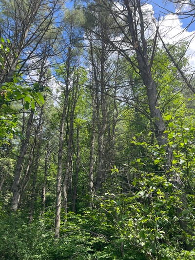 In Brantingham, United States, a dense forest scene unfolds under a partially cloudy blue sky. The image is dominated by tall, slender trees with rough bark, some of which are bare of leaves, while others are covered in vibrant green foliage. The undergrowth is thick and lush with a variety of green plants and bushes. Sunlight filters through the canopy, creating dappled light and shadows. No people or animals are visible in the frame.