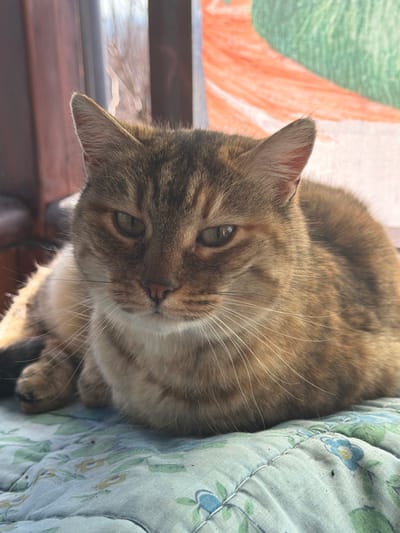 A domestic cat is centrally positioned, lying on a quilted blanket within an interior setting in the city of Katina, Bulgaria. The animal is a short-haired tabby exhibiting brown, golden-beige, and dark stripe patterns on its fur. Its eyes are a greenish-amber color, appearing partially narrowed. A pinkish-brown nose and prominent long white whiskers extending horizontally from its muzzle are visible. The cat's body is in a relaxed, loaf-like posture, with its front paws tucked underneath. It rests on a light blue-green quilted blanket patterned with small blue and green floral motifs and secured with diamond stitching. The background features a window on the left with a dark brown frame, through which diffuse natural light illuminates the scene from the right. A blurred, brightly colored abstract artwork, predominantly orange and green, is visible through or near the window in the upper right background.