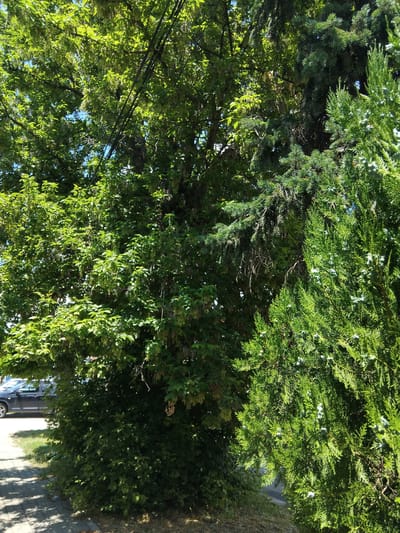 The media file is an outdoor photograph of dense green foliage, likely a mix of coniferous and deciduous trees and shrubs. The sun is shining brightly, casting dappled shadows on the ground which is visible at the bottom right of the image. The scene appears to be a roadside, with a grey paved surface and a grassy area alongside the foliage. A dark-colored vehicle is partially visible parked along the side of the road, its roof and upper body obscured by the trees. The branches and leaves are lush and vibrant, suggesting a warm, likely summer day. The time of day appears to be daytime, given the strong sunlight and shadows. The location is identified as Kazichene, Bulgaria. No people or text are visible in the frame.