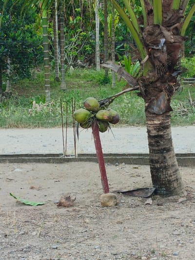 A cluster of green coconuts hangs from a weathered, angled, red-painted pole, which is balanced on a rounded stone on the ground. Adjacent is a small, rough-textured palm tree with a dark brown trunk. Behind them, a mix of grasses, green foliage, and slender trees with distinct horizontal rings decorate the background. A concrete edge of a path separates the foreground from the background. The foreground is dirt.