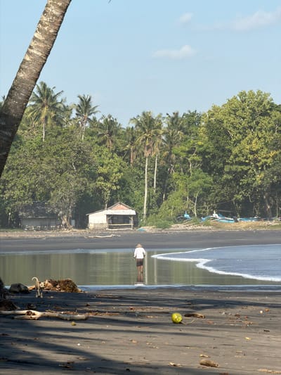 The image depicts a tropical black sand beach scene in Selemadeg, Indonesia, under a clear, light blue sky with minimal scattered white clouds. A large, textured brown palm tree trunk diagonally frames the upper left quarter of the frame.

The foreground consists of dark grey-black sand, unevenly illuminated by sunlight that casts long, diagonal shadows from unseen elements on the left. Scattered debris, including driftwood, smaller wood fragments, and leaves, are present across the sand. A light brown dog with a curled tail walks leftwards in the lower-left quadrant. A bright green coconut rests on the sand in the lower-right quadrant, off-center.

In the midground, a body of water exhibits a gentle, S-shaped white wave breaking and receding from right to left. A person with dark skin, wearing dark shorts, a light-colored long-sleeved shirt, and a conical straw hat, walks away from the viewer, wading in the shallow water with a vertical, thin object (possibly a fishing rod) in their right hand.

The background features a dense tropical forest with numerous tall palm trees and various broadleaf trees, forming a green wall behind the beach. Two rustic structures are visible: an enclosed hut with a corrugated roof on the left, and an open-fronted, thatched-roof shelter with bamboo supports on the right. Several small, blue traditional outrigger boats are pulled ashore on the right, partially hidden by vegetation.
