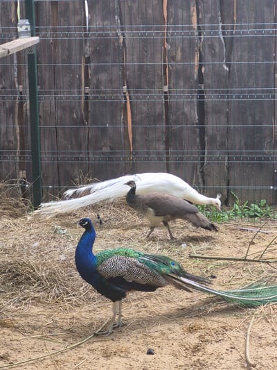 The image depicts an outdoor enclosure with a wooden fence in the background. In the foreground, a male peacock with vibrant blue and green plumage stands on sandy ground littered with dry straw. Behind him, a white peacock is partially visible, with its long, flowing tail feathers spread out. Another peacock, appearing to be female and with brown and grey feathers, is walking behind the white one, also in the straw-covered enclosure. The scene suggests a zoo or aviary setting.