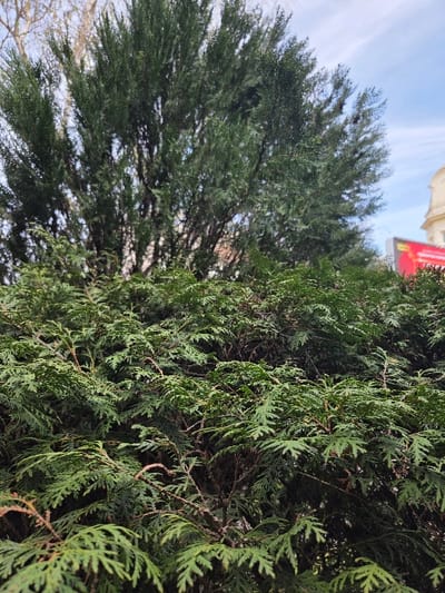 The image captures an outdoor scene dominated by evergreen vegetation in Gevgelija, North Macedonia. The foreground is occupied by a dense, dark green shrub or hedge, exhibiting numerous scale-like leaves and visible brown branches. Behind this shrubbery, taller, darker green coniferous trees are present, extending towards the upper portion of the frame. In the upper right background, a segment of a light-colored building with architectural detailing, possibly a curved facade or column, is visible. Adjacent to the building, a red rectangular sign or billboard featuring yellow text or graphics is partially discernible. The sky above is light blue with scattered white clouds, indicating daytime conditions. No individuals or animals are present.