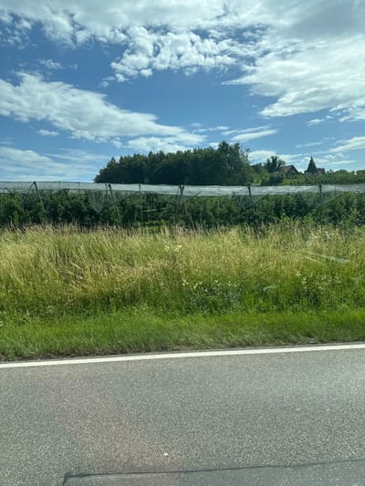 This media file captures a scenic view from a roadside, oriented vertically. The scene features a paved road with a white line dividing it, running parallel to a lush green grassy field. Beyond the field, a tall fence or netting structure is visible, possibly an agricultural netting or a protective barrier. Behind this, a dense line of trees forms a dark green backdrop, with glimpses of houses and rooftops peeking through in the distance. The sky above is a vibrant blue, dotted with fluffy white clouds. The overall impression is one of a sunny day in a rural or semi-rural setting, likely in Germany, given the location context of Lindau (Bodensee). The time of day appears to be daytime, judging by the bright sunlight and clear blue sky. No people or specific activities are discernable in the image, focusing instead on the natural landscape and roadside elements. The quality of the image is good, with clear details of the textures of the road, grass, and sky.