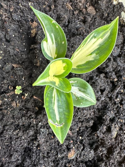 A top-down, close-up shot captures a small, variegated hosta plant emerging from dark, rich soil. The plant has several lance-shaped leaves with distinct green edges and creamy white or yellow centers, giving it a delicate appearance. A tiny, four-leaf clover, a symbol of good luck, is visible in the soil to the left of the hosta. The soil itself is granular and appears moist, with small pebbles and organic matter mixed throughout. No individuals are present in the image, and the scene suggests a garden or natural setting, possibly in the village of Davydovka, Ukraine.