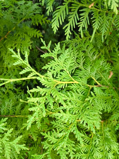 A close-up, overhead shot captures the lush green foliage of an arborvitae tree. The scale-like leaves are densely packed, creating a vibrant carpet of green. A thin, light brown branch cuts diagonally across the frame from the upper left towards the center, adding a subtle contrast to the dominant green. The background consists of more of the same foliage, creating a sense of depth and continuity. The image appears to be taken outdoors, likely in a garden or park setting, given the natural setting. No people or animals are visible. The location is the city of Rāmava, Latvia.