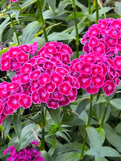 The image shows a close-up view of several clusters of bright pink flowers with serrated petals and lighter pink edges. The flowers are densely packed and appear to be in full bloom. They are supported by green stems and surrounded by lush green leaves. In the lower part of the image, a hint of another cluster of purple flowers is visible. The lighting suggests it is daytime, and the overall impression is of a vibrant, natural setting, likely a garden. No people, text, or specific activities are depicted. The location context is Žiaukos, Lithuania.