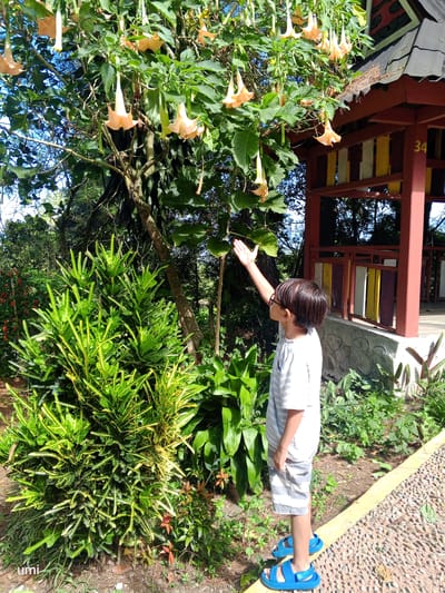 A young boy, wearing a striped t-shirt and shorts, and blue sandals, stands on a stone pathway in a garden. He is reaching up towards a flowering tree with pale orange, trumpet-shaped flowers. To his right is a small, open-sided pavilion with a red roof and colorful vertical planks. The background shows lush greenery, including bushes and trees, under a bright blue sky. The text "umi" is visible in the lower left corner. The scene is located in Gundaling 2, Indonesia.
