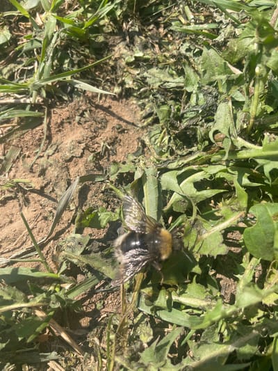 A bumblebee rests on a patch of ground covered with grass and dandelion leaves. The ground is partially bare, revealing soil. The location is unspecified, and there is no indication of the city of Поедуги, Russia, in the image.