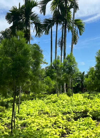 A low-angle outdoor full shot captures a vibrant green ground cover of creeping plants that fills the foreground of the image. Behind the low-lying vegetation, a cluster of slender trees with feathery foliage are scattered, some appearing taller and more mature than others. In the background, several tall, slender palm trees with broad fronds reach towards a bright blue sky dotted with white clouds. The scene appears to be a lush, tropical garden, possibly in Bintang Meriah, Indonesia, given the characteristic vegetation. No people are visible in the frame.